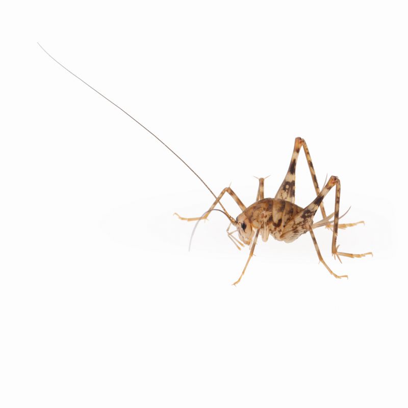 Cricket Control Service