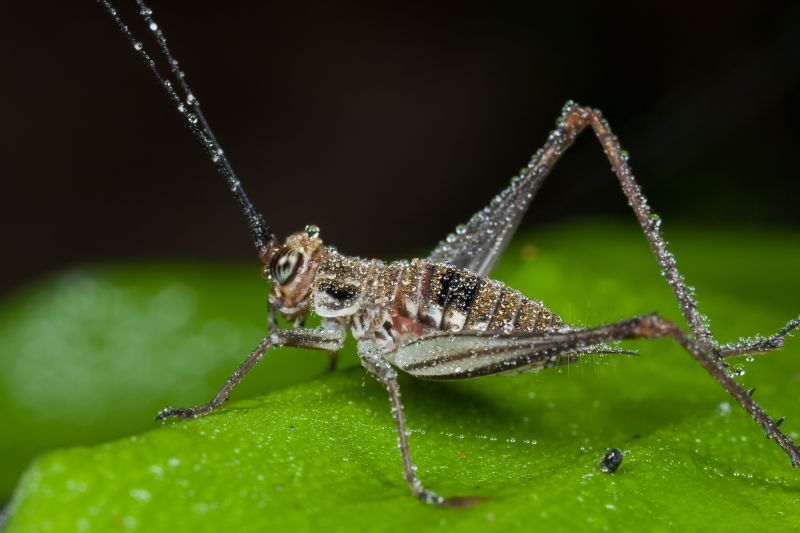Cricket Removal Service